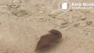 Asian shit on the beach