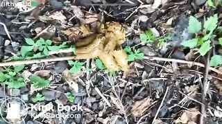 Outdoor shit - video 2