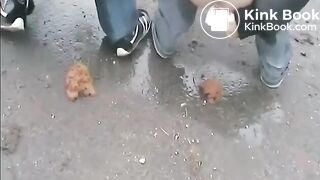 Coprophilia - video 89