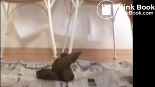 Big Poop at home