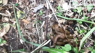 Quick - video 23