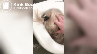 Public Toilet Submission 2