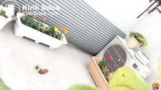 Pooping Among The Flowers