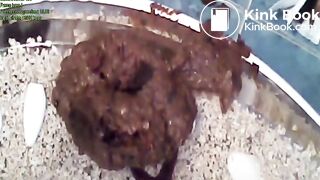 White cotton panty poop, mess on floor