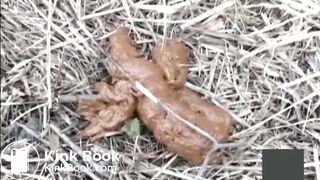 Jp outdoor poop