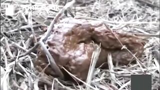 Jp outdoor poop