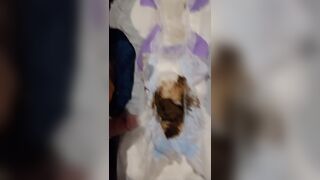 Dirty Diaper Pail Finds1