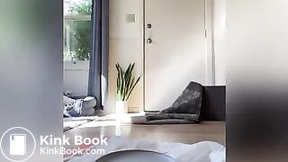 White chick diarrhea