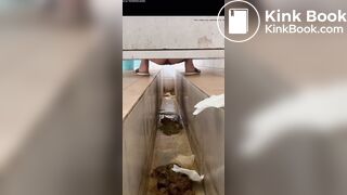 Voyeur Chinese Scat