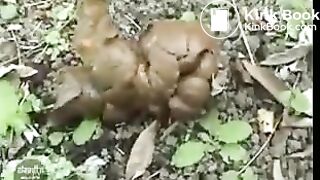 Backed Up Corn Poop