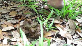 Videos 043