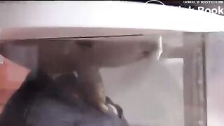 Ebony femdom scat - video 3