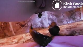 Poop on the bathroom floor - video 2