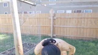 Smearing and Eating Scat