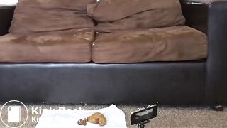 Shooting a Videoshit