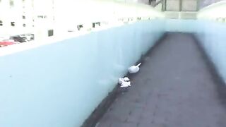 public pooping on the road