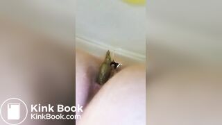 Scat1336