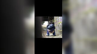 japanese outdoor pooping - video 5