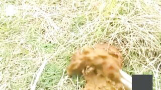japanese outdoor pooping - video 3