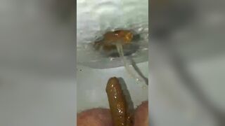 wife shitting - video 4