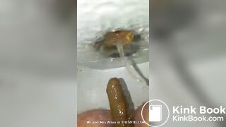 wife shitting - video 4
