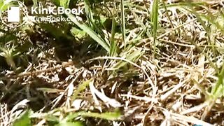 F15-16 - Bikini, Assaulted After Caught Pissing or Pooping (part 3)