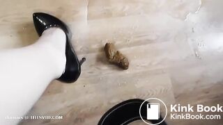 Scat341
