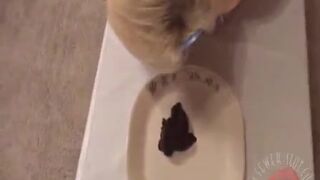 eat shit - video 26