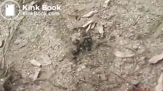 Many flies on Jap girl poop