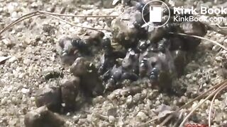 Many flies on Jap girl poop