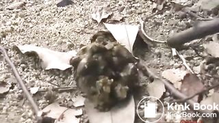 Many flies on Jap girl poop