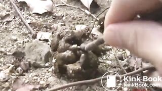 Many flies on Jap girl poop