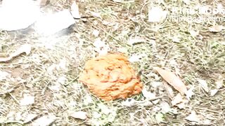 Find some place to shit