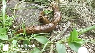 japanese pooping - video 19