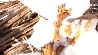 japanese pooping - video 20