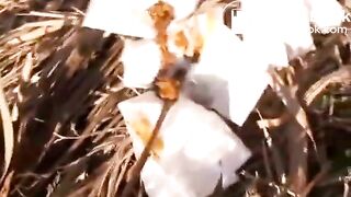 japanese pooping - video 20