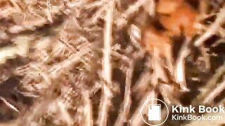 japanese pooping - video 20