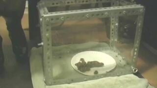 Domina noire et son chiotte