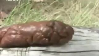 S,.. shitting ouutdoors for us