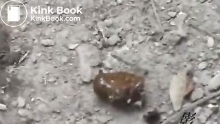 Japanese sports girl feeding poop for flies