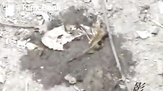 Japanese sports girl feeding poop for flies