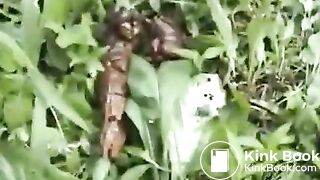 Japanese sports girl feeding poop for flies