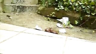 shit in nature - video 3