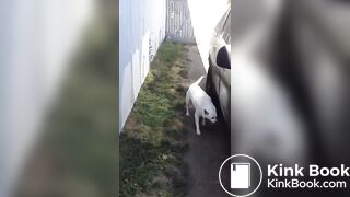 Girl taking a cow shit