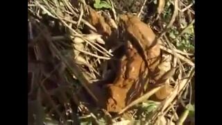 Shaved babe shitting