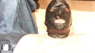 Pig eating three loads of shit