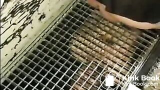 sewer shit slave