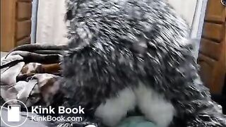 fursuit shitting on bed