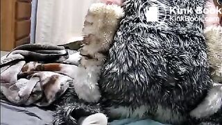 fursuit shitting on bed