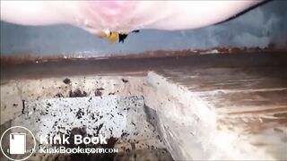 Creampied girl shitting in a dirty toilet